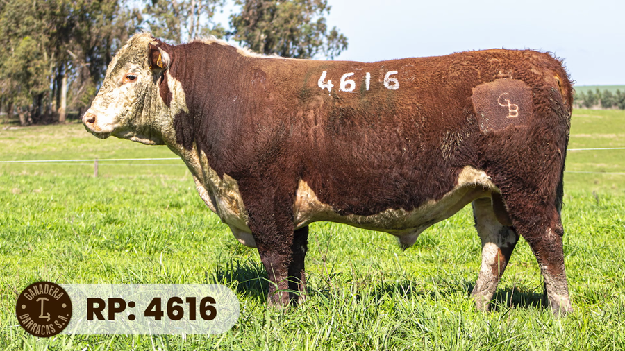 Lote RP 4616