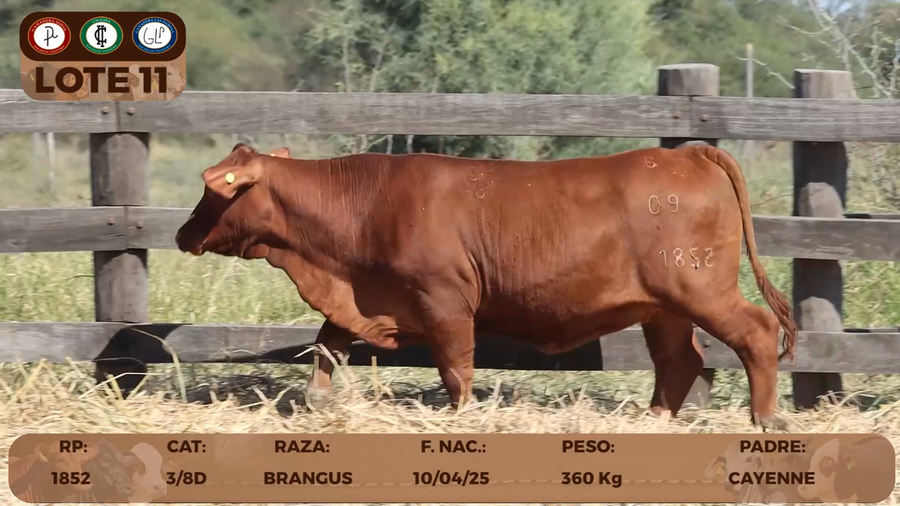 Lote LOTE 11