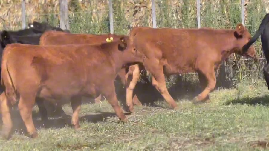 Lote 60 Terneros en Udaondo, Buenos Aires