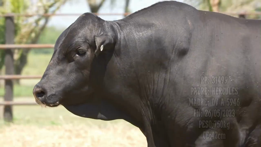 Lote Toro