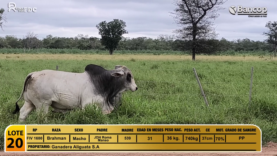 Lote Toros Brahman a remate en Viernes 30 de mayo- Remates PDC, Presidente Hayes