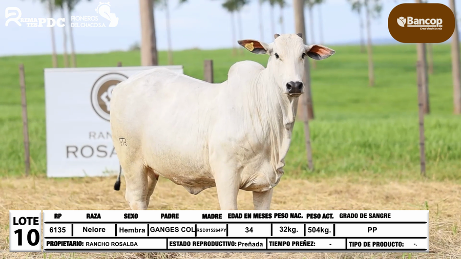 Lote Lote 10