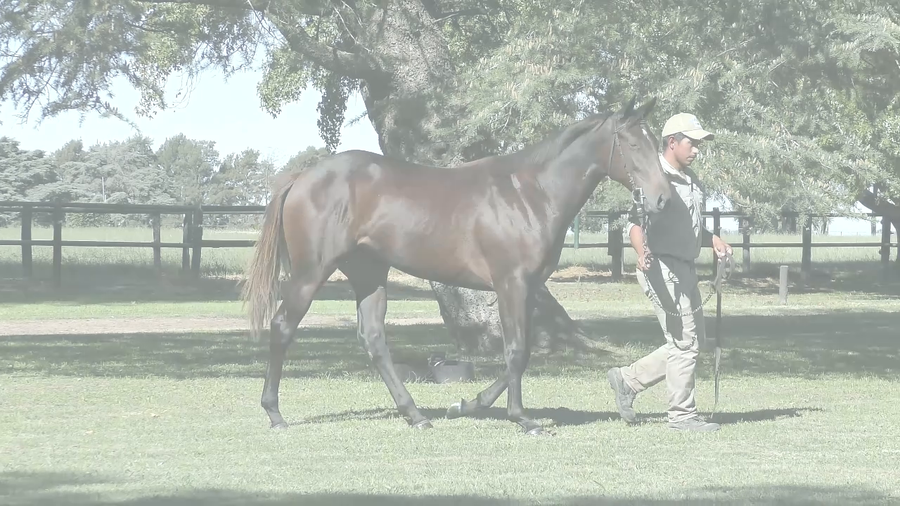 Lote TOCAR LA LUNA (MOOTASADIR -  ESTELA DE LUNA)