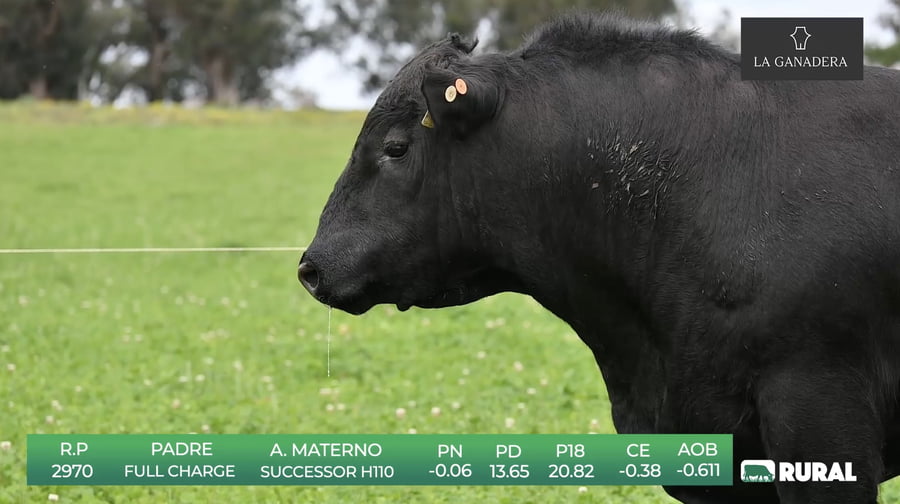 Lote Angus de La Ganadera