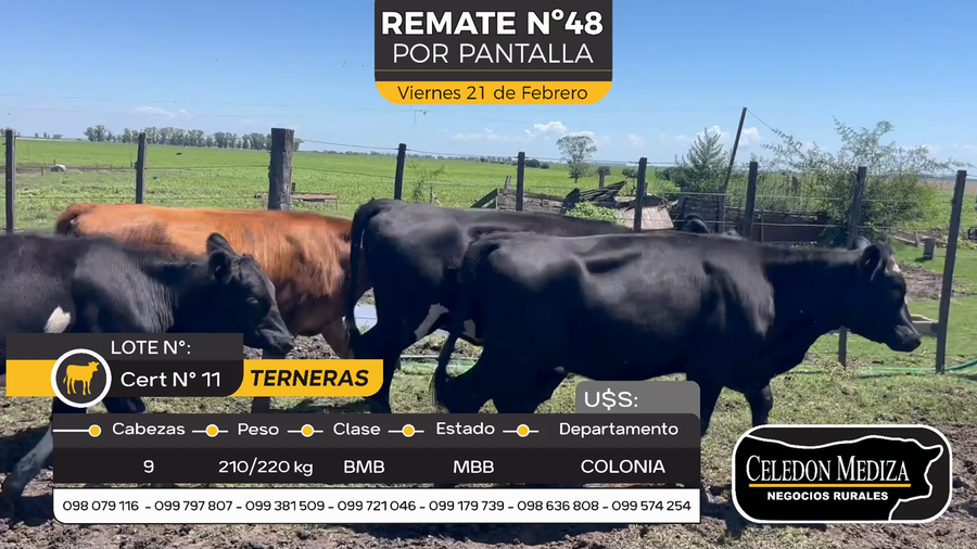 Lote 9 Terneras en Otra Localidad, Colonia