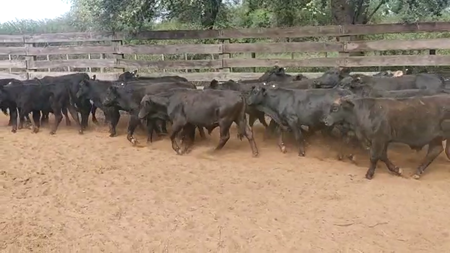 Lote 80 Terneros en Pampa de Los Guanacos, Santiago del Estero