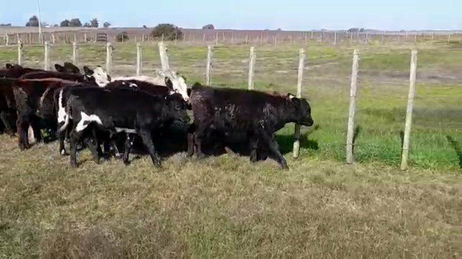 Lote (Vendido)19 Terneras a remate en PANTALLA GARLAND 150kg -  en NUEVA PALMIRA