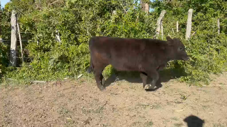 Lote 20 Terneros/as