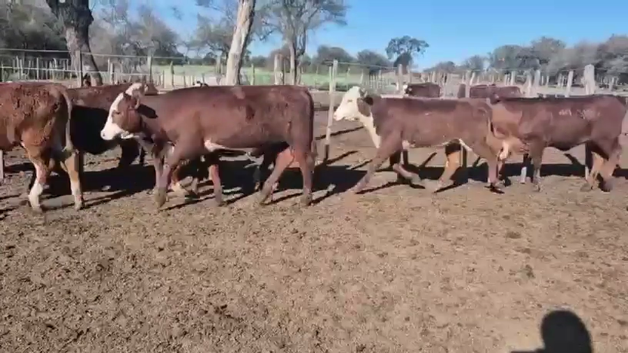 Lote 100 Terneras
