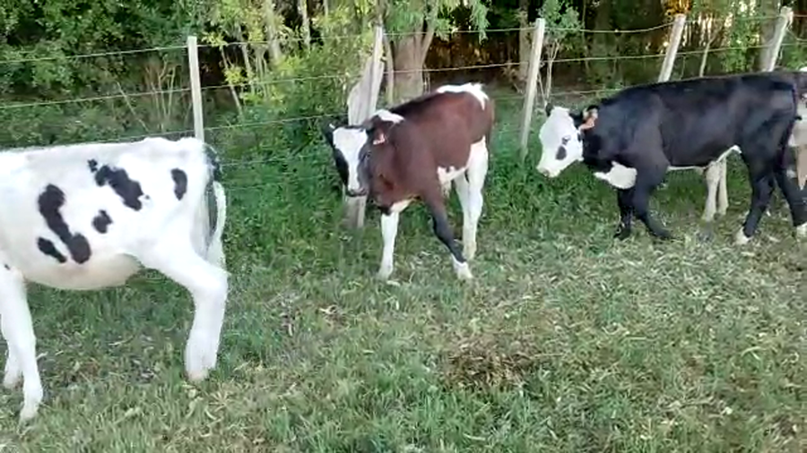 Lote 13 Terneros Holando y Cruza