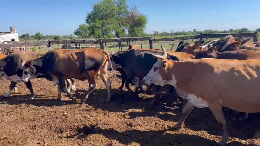 Lote 30 Vacas de invernar en Sáenz Peña, Chaco