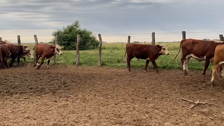 Lote 33 Novillitos en Esquina, Corrientes