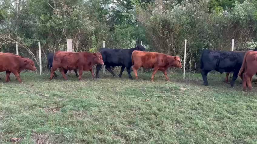 Lote 21 Terneros Angus a remate en Pantalla Camy 200kg - , Canelones