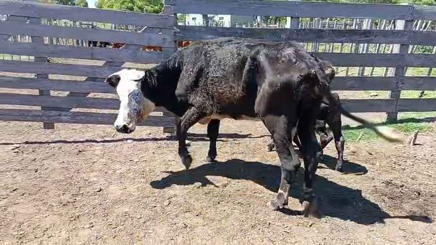 Lote 2 Piezas de cría a remate en Pantalla Camy 300kg - , San José