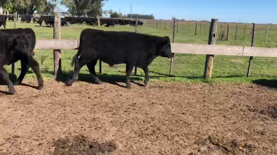 Lote 42 Terneros