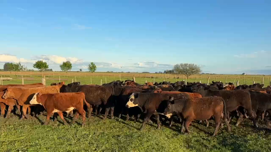 Lote 70 Terneros/as