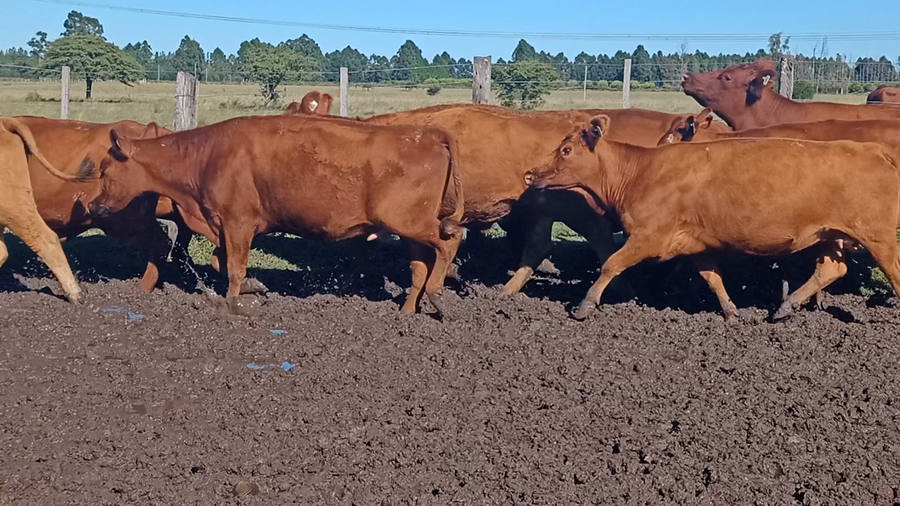 Lote 16 Vacas CUT preñadas en Corrientes, Mocoretá