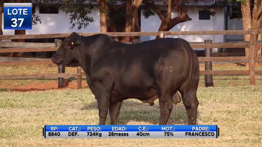 Lote TOROS BRANGUS  -LOTE 37