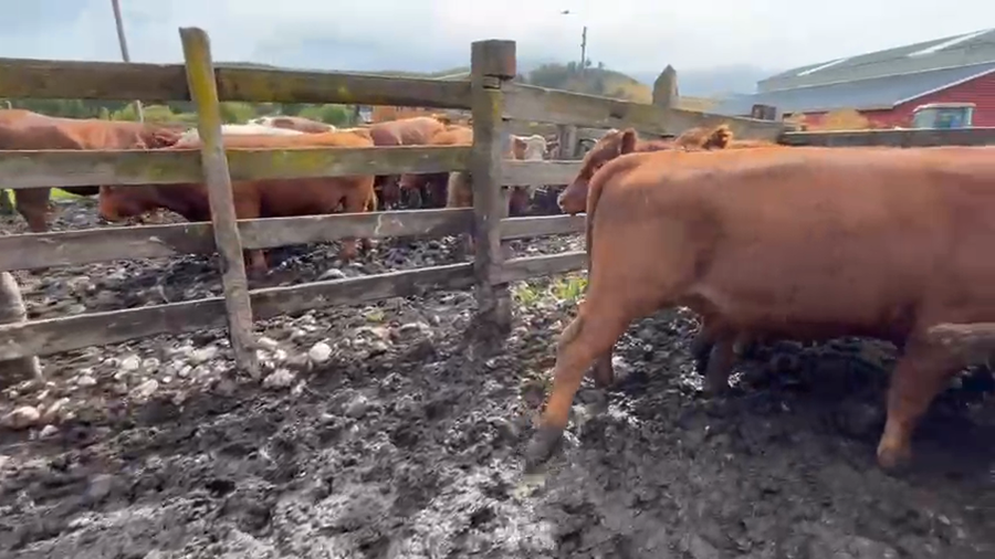 Lote 45 Novillo Engorda en Coyhaique, XI Región Aysén