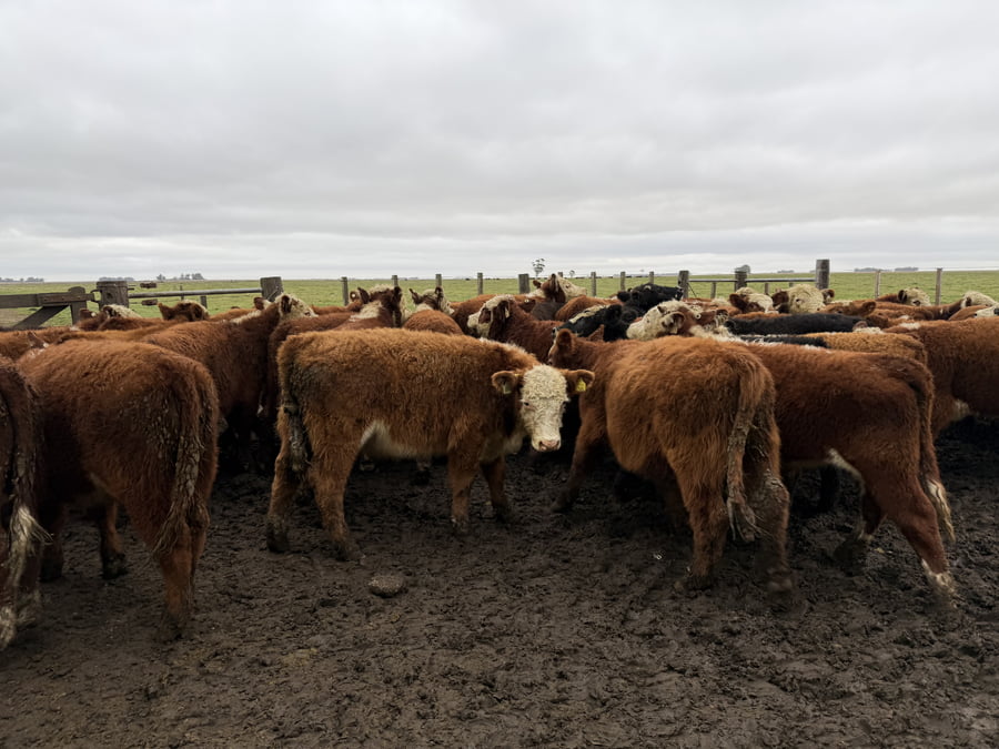 Lote 55 Terneros en Coronel Dorrego