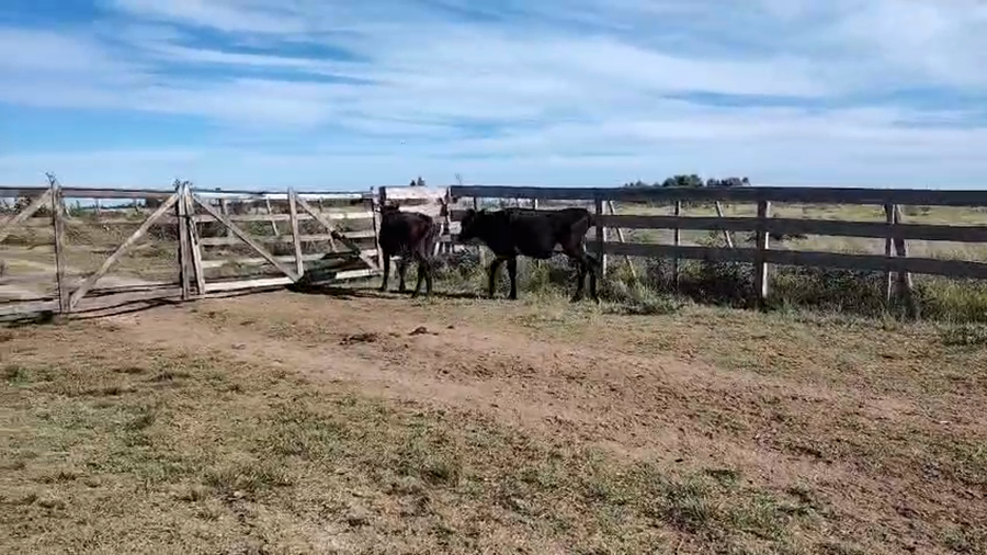 Lote 2 Vaquillonas  a remate en Pantalla Camy, San José