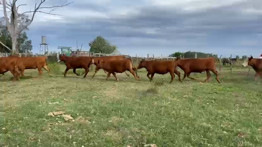 Lote 45 Novillitos