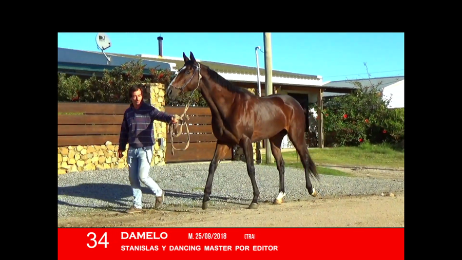 Lote DAMELO