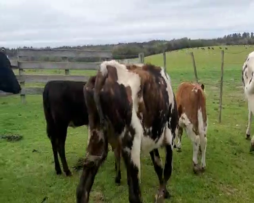Lote 8 Ovejas piezas de cría CRUZAS a remate en Pantalla Aniversario 330kg - , San José