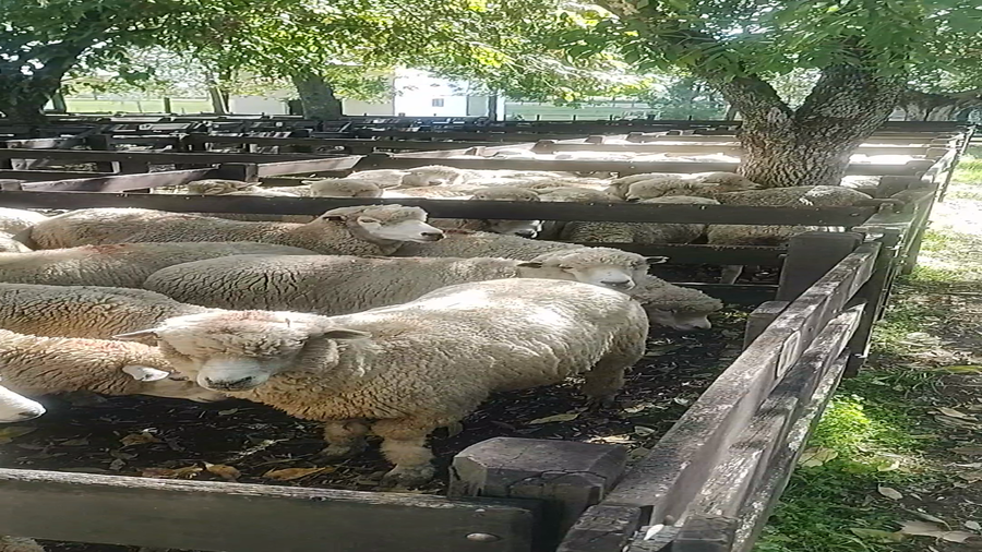 Lote 300 Ovejas en Melo, Cerro Largo