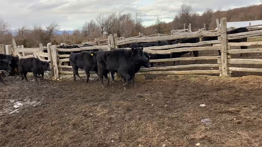 Lote 20 Ternera en Coyhaique, XI Región Aysén