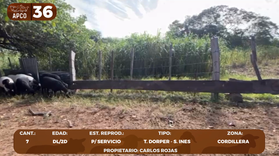 Lote LOTE 36 -POR PANTALLA