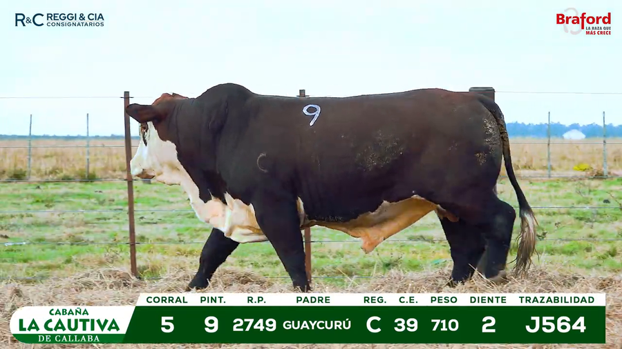 Lote TOROS BRAFORD  REGISTRADOS Cabaña La Cautiva