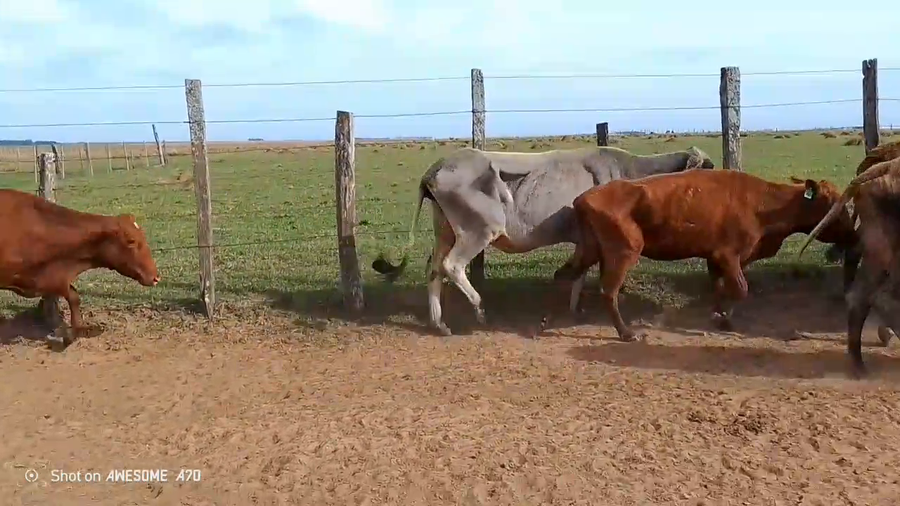 Lote 35 Vacas de invernar