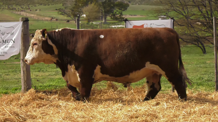 Lote TOROS PUROS REGISTRDOS