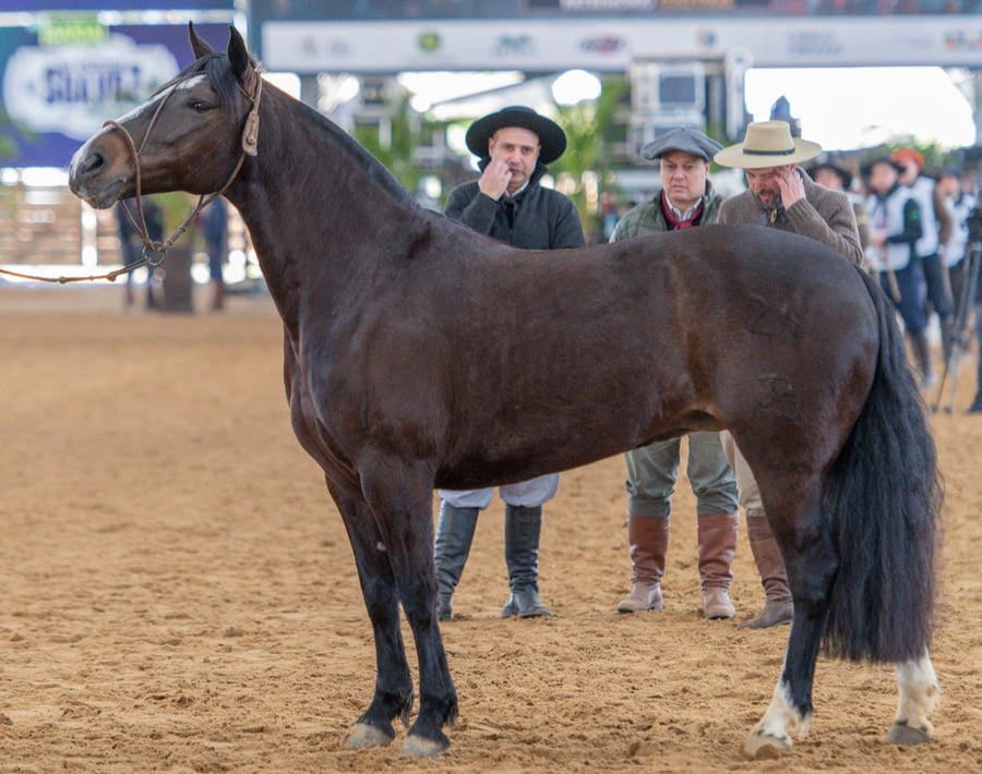 Lote DEGUATI ALMENDRA