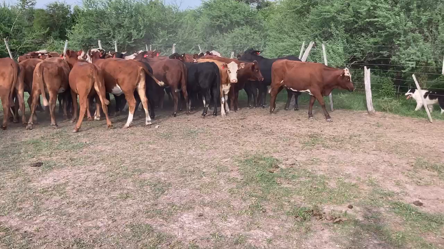 Lote 33 Novillos en Esquina, Corrientes