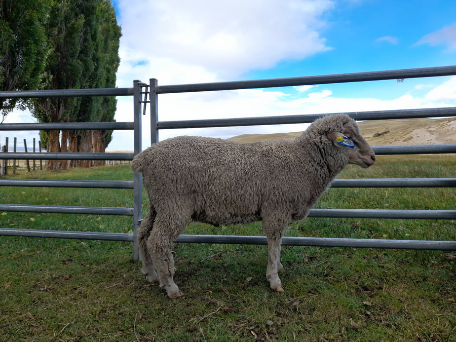 Lote Carnero TOP, 21-1431