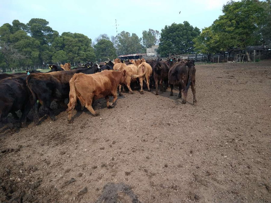 Lote 32 Vacas en Gral. Lamadrid, Buenos Aires