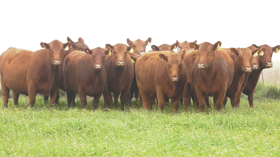 Lote VACAS  ANGUS COLORADAS   P. CONTROLADAS C/ GTIA DE PREÑEZ