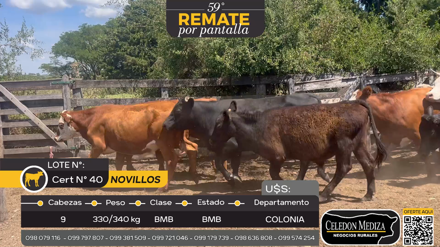 Lote 9 Novillos en Otra Localidad, Colonia
