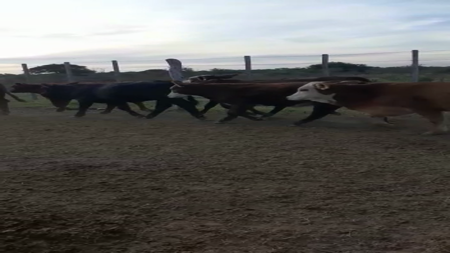 Lote 80 Terneros/as en San Cristóbal, Santa Fe