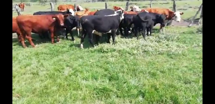 Lote 20 Terneros/as en Villaguay, Entre Ríos