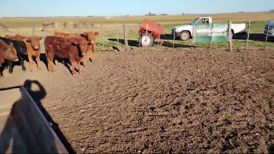 Lote 76 Terneros en Carlos Casares