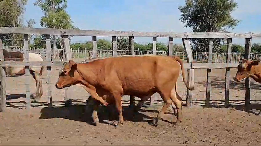 Lote 33 Novillos