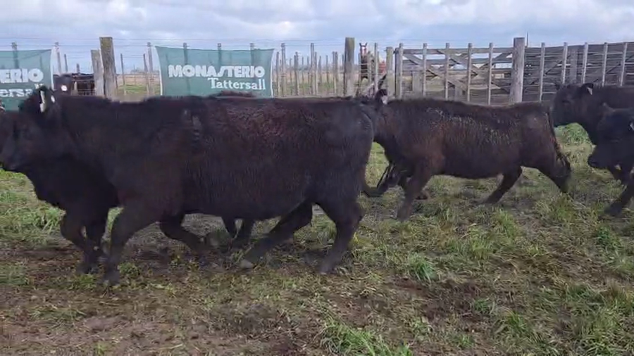 Lote 75 Vaquillonas en Tres Arroyos