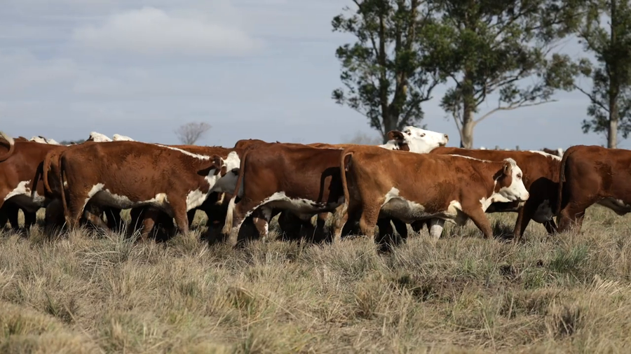Lote Vaquillas señal 3 preñadas de primavera REMATE AGOSTO 2026