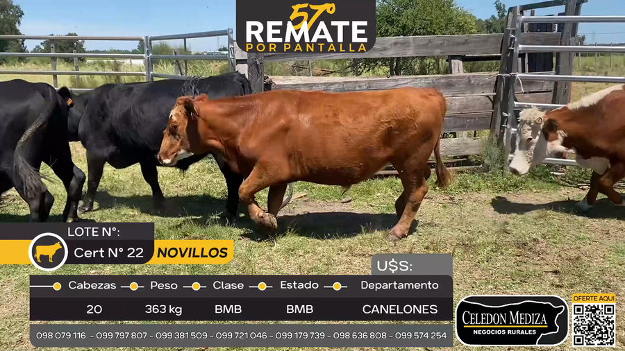 Lote 20 Novillos en Otra Localidad, Canelones