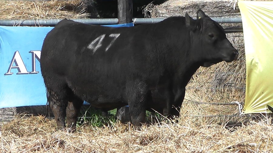 Lote TOROS ANGUS PURO CONTROLADO