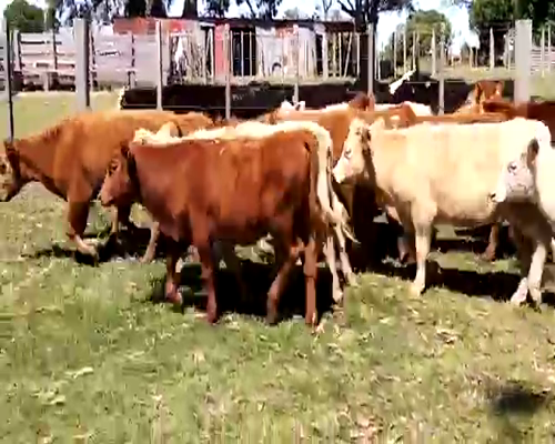 Lote Terneras