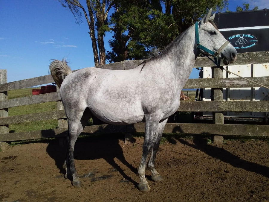 Lote 44 - Fadar Norteño